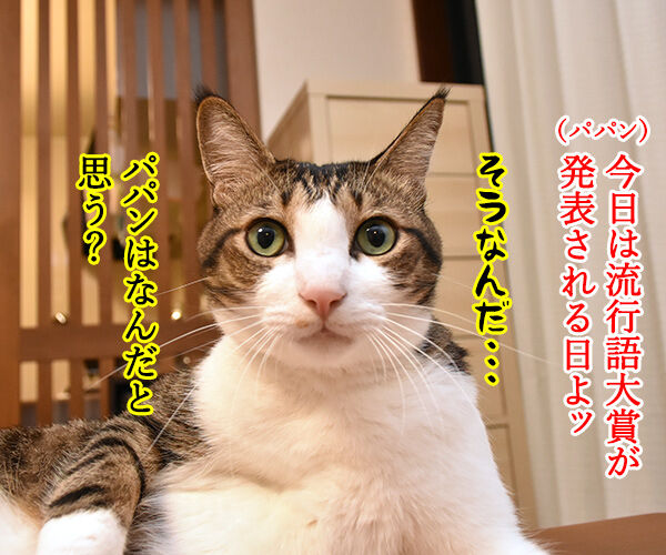きょうは流行語大賞の発表日なのッ 猫の写真で4コマ漫画 1コマ目ッ