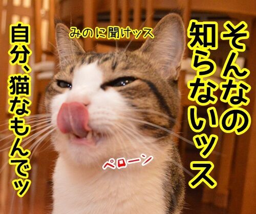 きょうは何の日? 猫の写真で4コマ漫画 2コマ目ッ