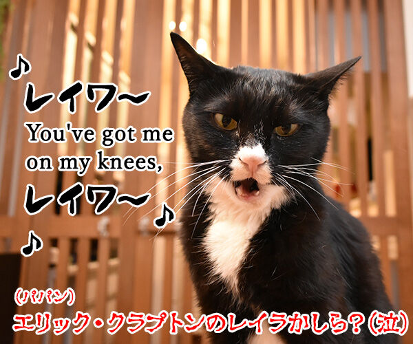 新元号は信玄GOなの? 猫の写真で4コマ漫画 4コマ目ッ