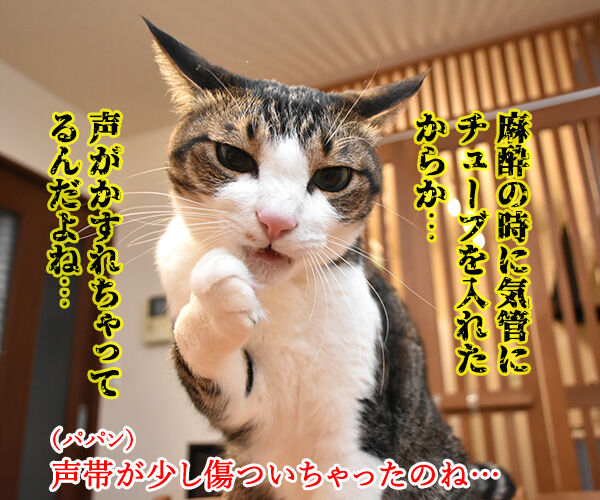 スケーリング(歯石除去)したら声がかすれちゃったのよッ 猫の写真で4コマ漫画 2コマ目ッ
