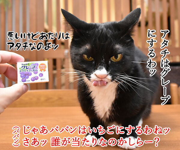 マルカワのマーブルガム 当たるのは誰かしら? ねこの写真で4コマ漫画 2コマ目ッ