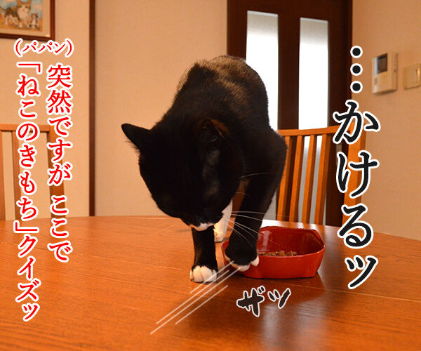 だいずさんにもご試食いただきましたッ 猫の写真で4コマ漫画 2コマ目ッ