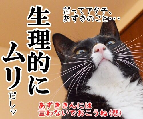 教えてッ　あずき先生　其の二　猫の写真で４コマ漫画　４コマ目ッ