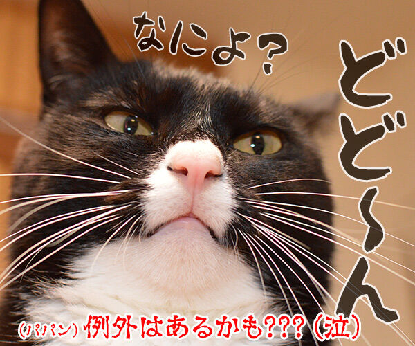 猫のオスとメスを見分けるコツ 猫の写真で4コマ漫画 4コマ目ッ