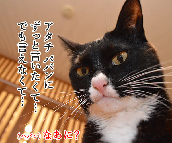 ずっと言えなくて　でも言いたくて　猫の写真で４コマ漫画　１コマ目ッ