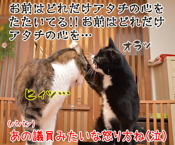 まるであの離党した女性議員と秘書みたいに… 猫の写真で4コマ漫画 2コマ目ッ