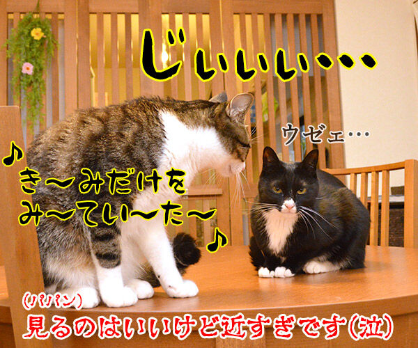君だけを見ていた 猫の写真で4コマ漫画 4コマ目ッ