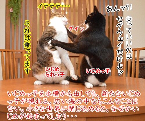 イジメ・ダメ・ゼッタイ 猫の写真で4コマ漫画 2コマ目ッ