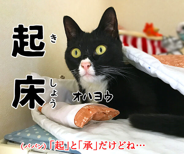 4コマまんがの基本といえば？　猫の写真で４コマ漫画　２コマ目ッ