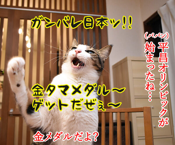 平昌オリンピックが始まったわねッ 猫の写真で4コマ漫画 1コマ目ッ