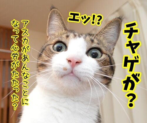 あのチャゲが…… 猫の写真で4コマ漫画 2コマ目ッ