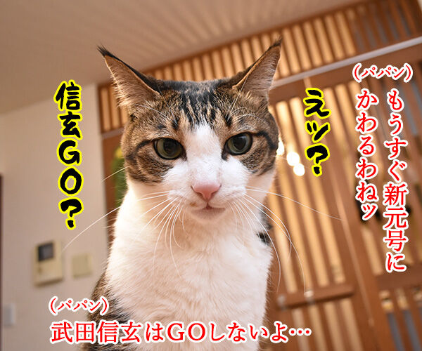 新元号は信玄GOなの? 猫の写真で4コマ漫画 1コマ目ッ