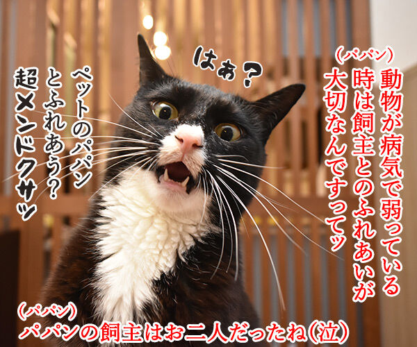 動物が弱っている時はたくさん愛情を注入してあげるといいのよッ　猫の写真で４コマ漫画　１コマ目ッ