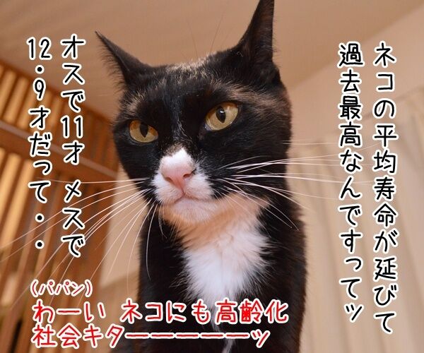 ネコの平均寿命が延びてるんですってッ 猫の写真で4コマ漫画 1コマ目ッ
