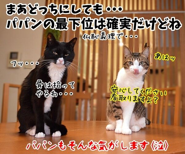 世界最長寿の猫Scooterさんが永眠　30歳でした　猫の写真で４コマ漫画　４コマ目ッ