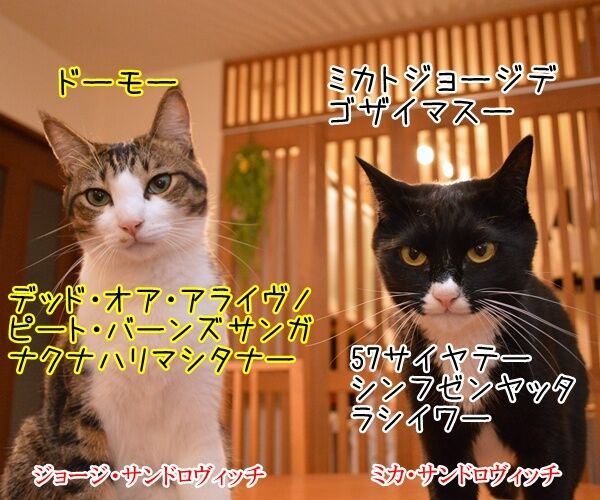 デッド・オア・アライヴのピート・バーンズさんが…… 猫の写真で4コマ漫画 1コマ目ッ
