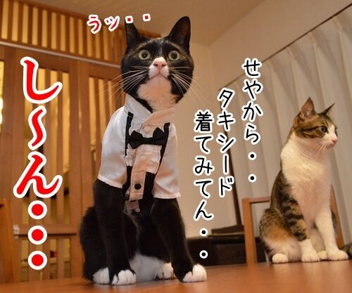 やねんけど 猫の写真で4コマ漫画 3コマ目ッ