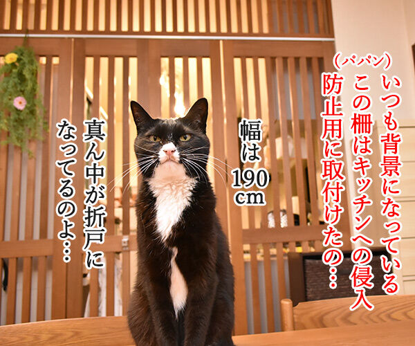 猫さんのキッチン侵入防止策（柵）　猫の写真で４コマ漫画　１コマ目ッ