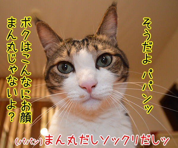 あずきさんとだいずさんの似顔絵を描いてもらったのッ 猫の写真で4コマ漫画 2コマ目ッ