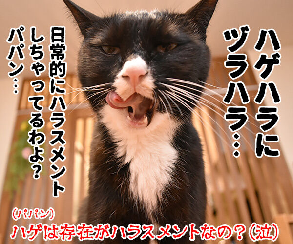ハラミ会って美味しいのー? 猫の写真で4コマ漫画 4コマ目ッ