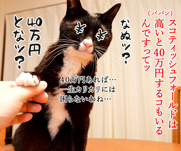 猫の種類 人気ランキング あずきさんとだいずさん