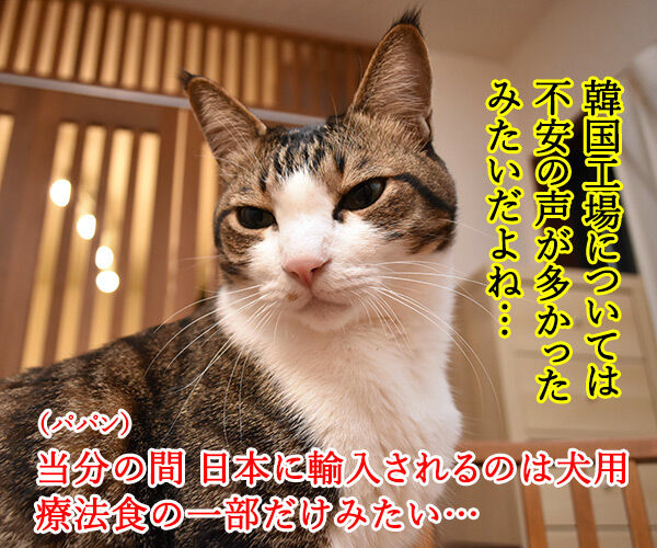 ロイヤルカナンの韓国工場が竣工したんですってッ 猫の写真で4コマ漫画 2コマ目ッ