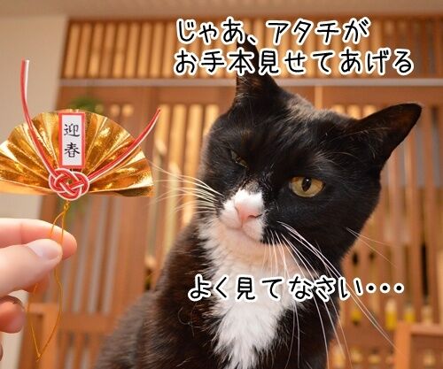 元旦だから新年のご挨拶 猫の写真で4コマ漫画 3コマ目ッ