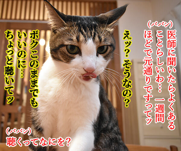 スケーリング(歯石除去)したら声がかすれちゃったのよッ 猫の写真で4コマ漫画 3コマ目ッ