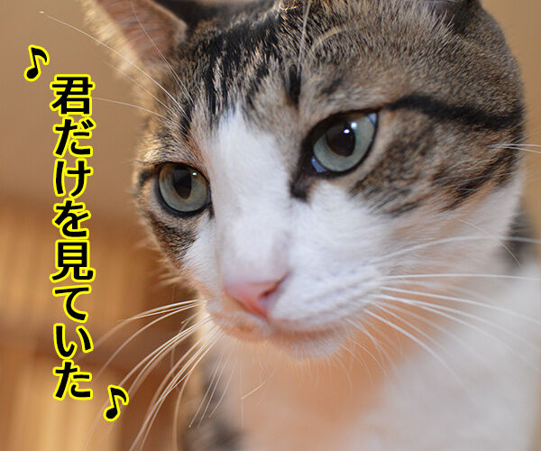 君だけを見ていた 猫の写真で4コマ漫画 1コマ目ッ