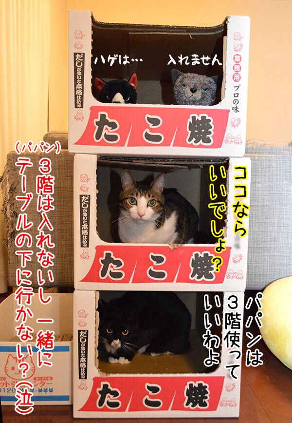 緊急地震速報の訓練が実施されるんですってッ　猫の写真で４コマ漫画　４コマ目ッ