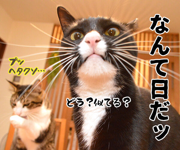 なんて日だッ！！　猫の写真で４コマ漫画　１コマ目ッ