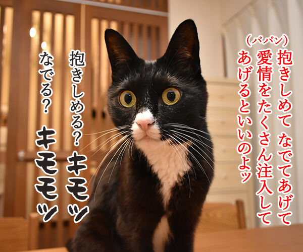 動物が弱っている時はたくさん愛情を注入してあげるといいのよッ 猫の写真で4コマ漫画 2コマ目ッ