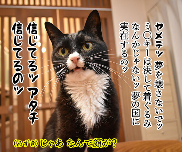 今日は東京ディ〇ニーランドが開園した日なんですってッ 猫の写真で4コマ漫画 3コマ目ッ