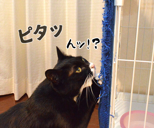 イライラ解消は爪とぎよねッ 猫の写真で4コマ漫画 3コマ目ッ