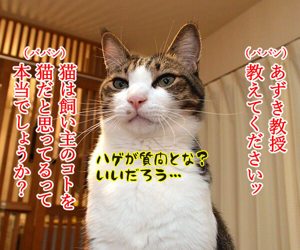 ネコは飼い主をネコと思っている? 猫の写真で4コマ漫画 1コマ目ッ