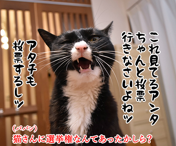 解散総選挙だから投票に行くのよッ　猫の写真で４コマ漫画　２コマ目ッ