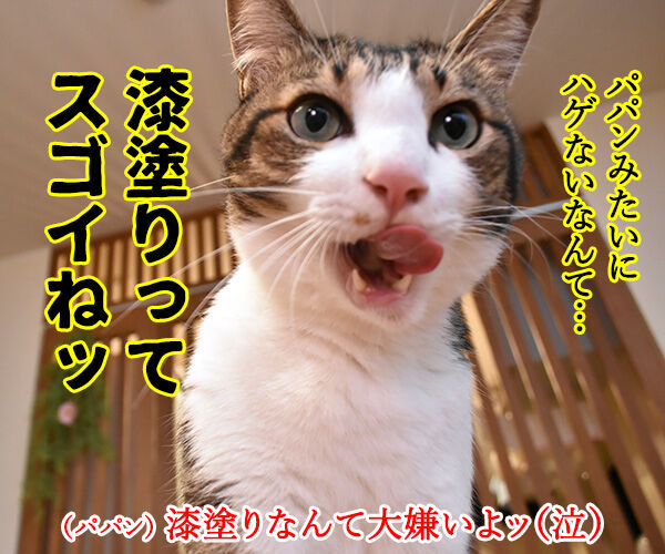 うるしの日だから漆のハナシ　猫の写真で４コマ漫画　４コマ目ッ