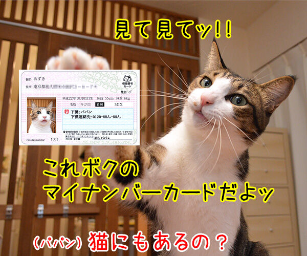 マイナンバーカード 持ってる? 猫の写真で4コマ漫画 3コマ目ッ