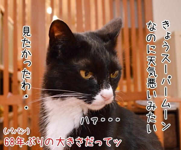 68年ぶりの巨大スーパームーンが見たいのよッ 猫の写真で4コマ漫画 1コマ目ッ