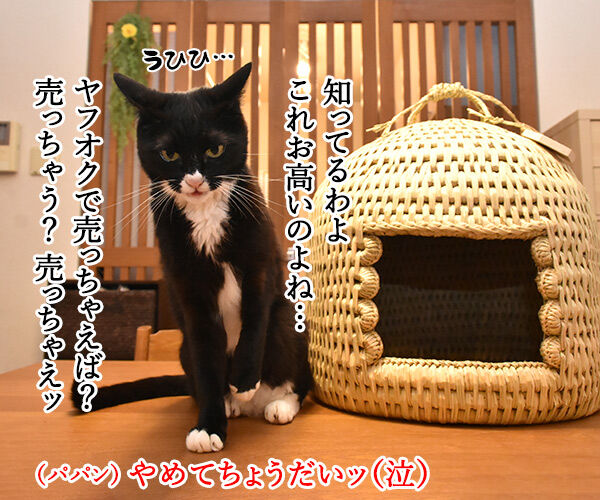 信州安曇野産の藁100%の『ねこつぐら』なのッ 猫の写真で4コマ漫画 2コマ目ッ