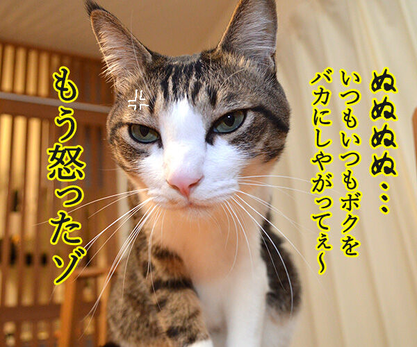 まったくあずきはドジでノロマな… 其の二 猫の写真で4コマ漫画 2コマ目ッ