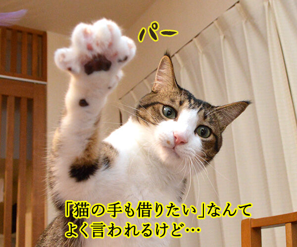 猫の手も借りたいと言うけれど… 其の二　猫の写真で４コマ漫画　１コマ目ッ