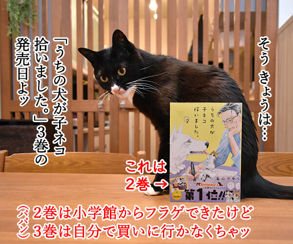 きょうは『うちの犬が子ネコ拾いました。』第3巻の発売日なのよッ　猫の写真で４コマ漫画　２コマ目ッ