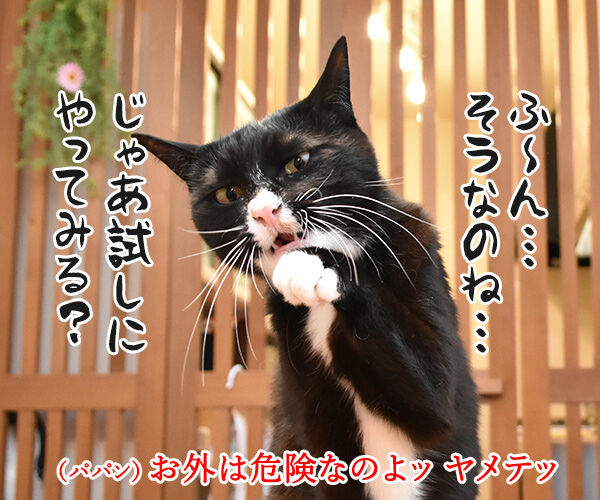 室内飼いの猫が脱走したらどうする? 猫の写真で4コマ漫画 3コマ目ッ