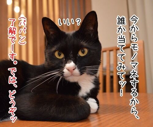 モノマネ当てクイズ 猫の写真で4コマ漫画 1コマ目ッ