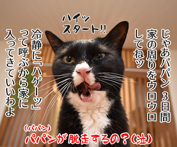 室内飼いの猫が脱走したらどうする? 猫の写真で4コマ漫画 4コマ目ッ