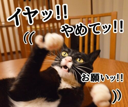 〇〇まで待ってッ！！　猫の写真で４コマ漫画　２コマ目ッ