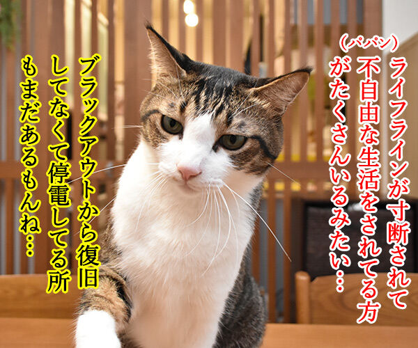 北海道胆振東部地震 心よりお見舞い申し上げます 猫の写真で4コマ漫画 2コマ目ッ