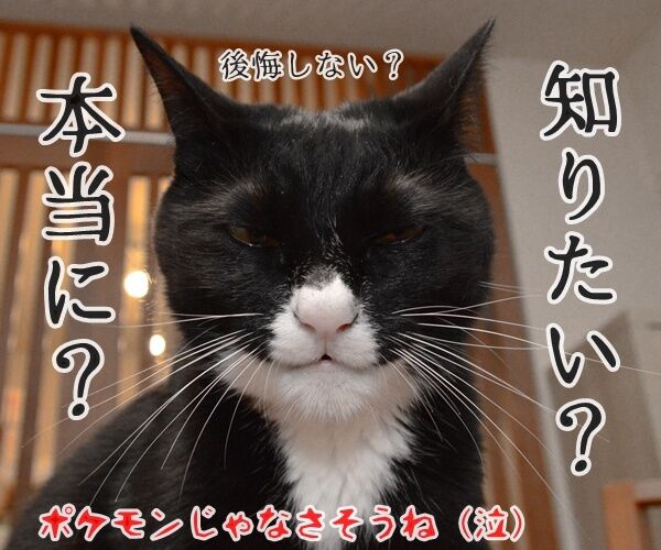 猫さんにはポケモンが見えるんですってッ 猫の写真で4コマ漫画 4コマ目ッ