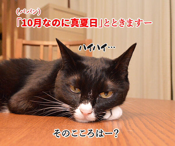 今日から4年目突入デースッ 猫の写真で4コマ漫画 3コマ目ッ